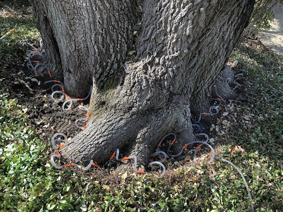 Detailed Tree Cabling and Bracing job site in Gaylesville
