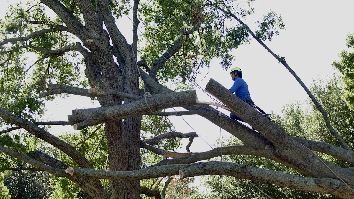 Professional Hazardous Tree Removal performed by certified arborists in Gaylesville