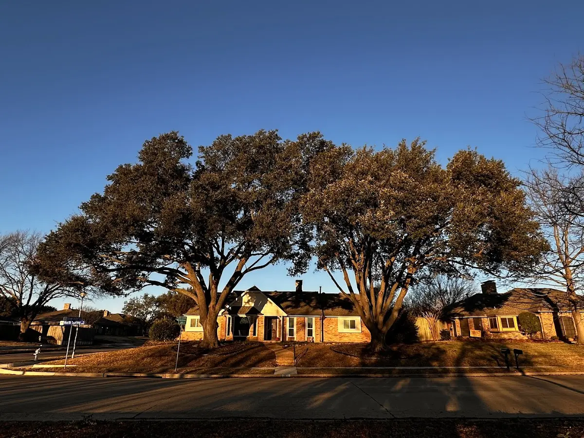 Established residential canopy tree shading a home in Gaylesville
